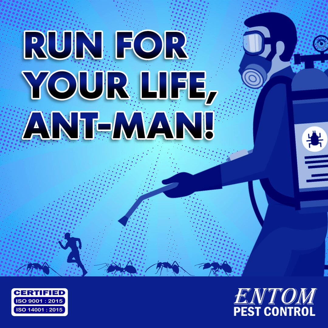 Freelance artwork for Entom Pest Control